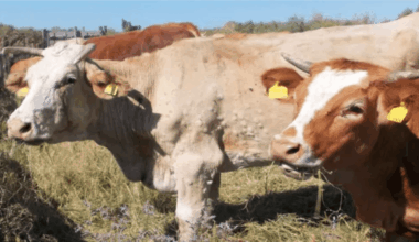 Alcuni capi colpiti dalla dermatite nodulare bovina in Sardegna- Des animaux atteints par la dermatose nodulaire bovine en Sardaigne (c) ASL Azienda Sanitaria Locale Nuoro