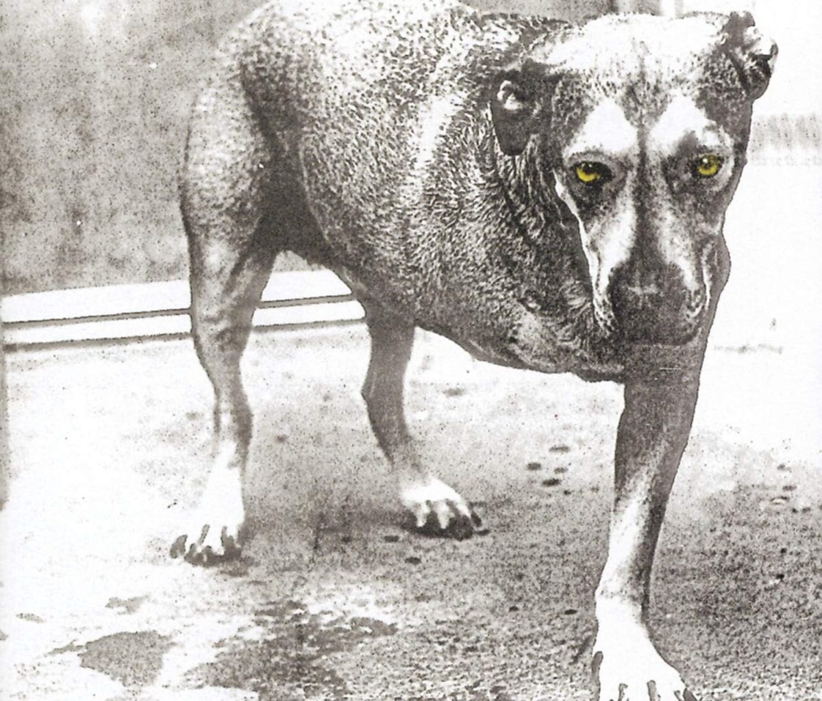 ALICE IN CHAINS - Alice In Chains
