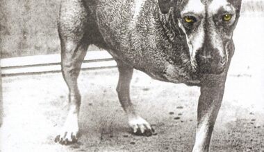 ALICE IN CHAINS - Alice In Chains