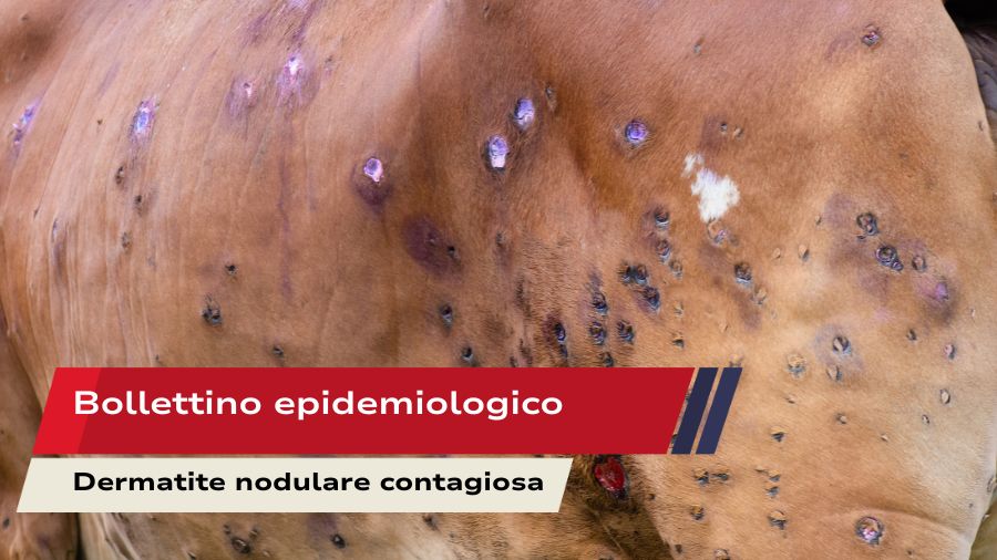 Bollettino epidemiologico -LSD