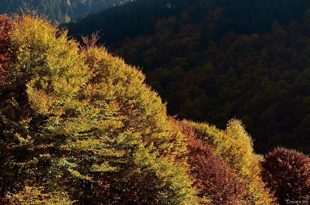 Autunno - Cesare Re