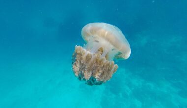Meduse, le più pericolose e cosa fare se si viene punti: a Piombino un uomo ha avuto un malore dopo la puntura