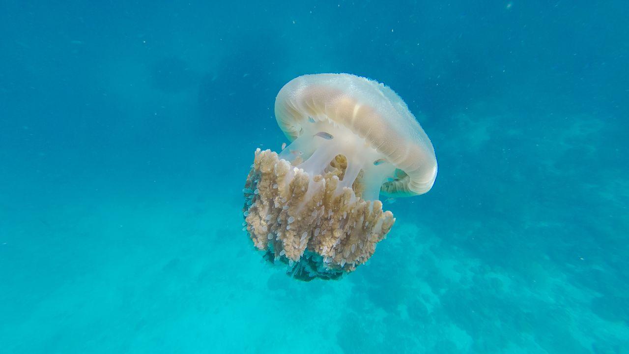 Meduse, le più pericolose e cosa fare se si viene punti: a Piombino un uomo ha avuto un malore dopo la puntura