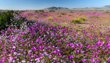 Dal vuoto assoluto a un’esplosione di vita: il mistero del deserto che rifiorisce una volta ogni dieci anni - alanews