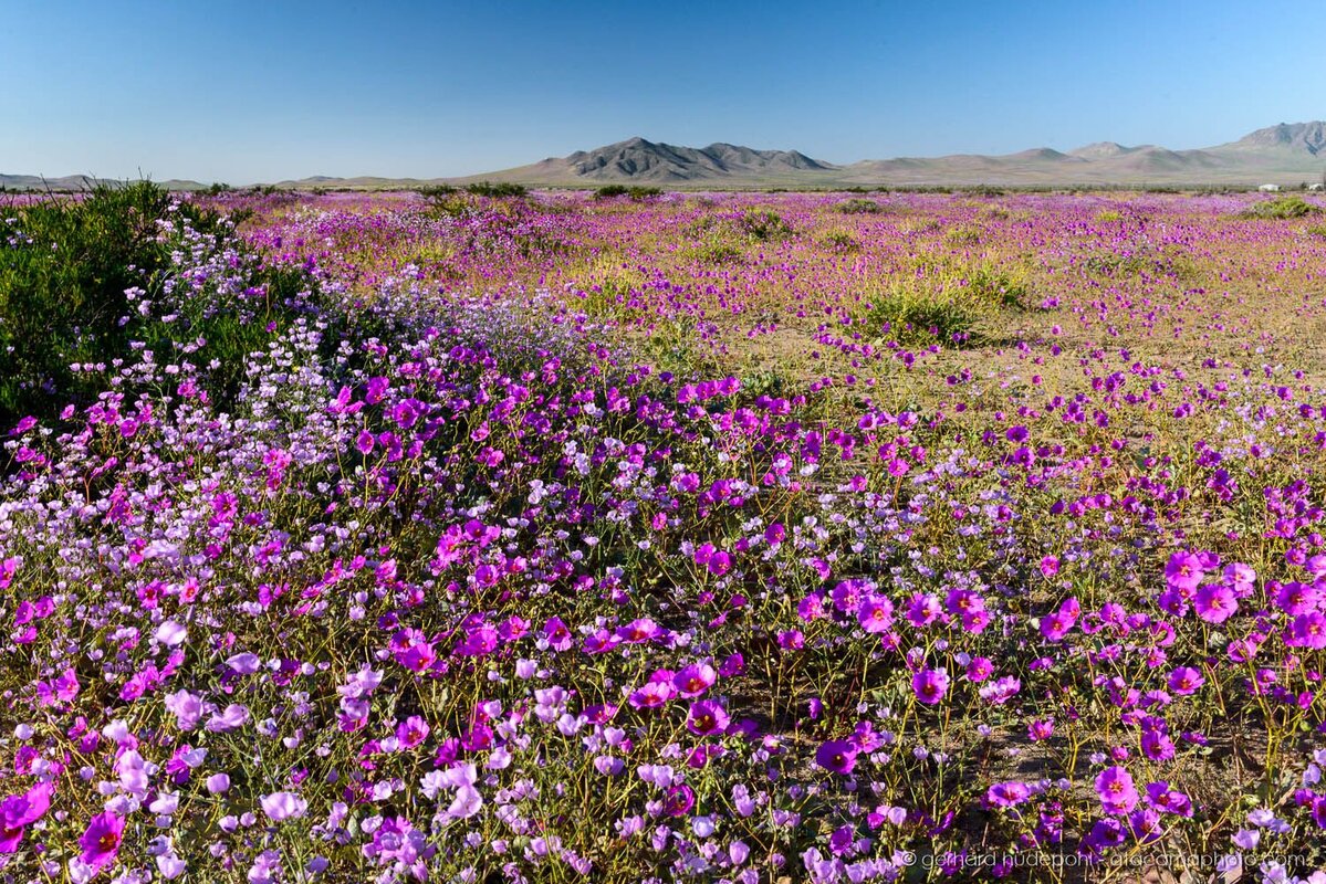 Dal vuoto assoluto a un’esplosione di vita: il mistero del deserto che rifiorisce una volta ogni dieci anni - alanews