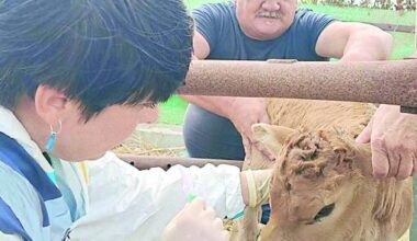 Dermatite bovina, vaccinazioni in Sardegna