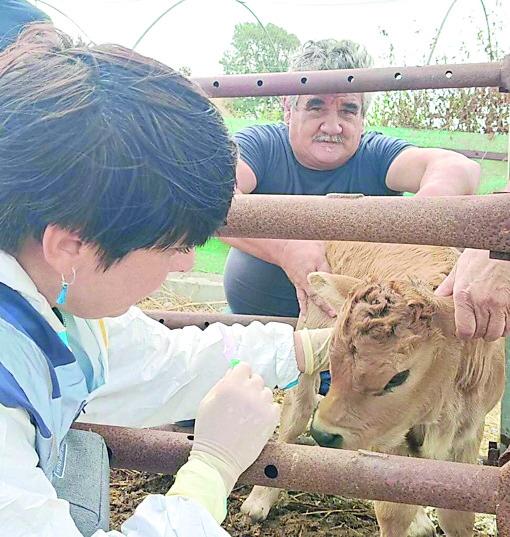 Dermatite bovina, vaccinazioni in Sardegna