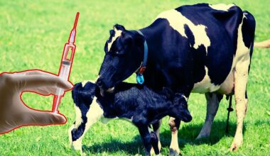 Bovini con la dermatite: vaccini a pieno ritmo per salvare la Fontina