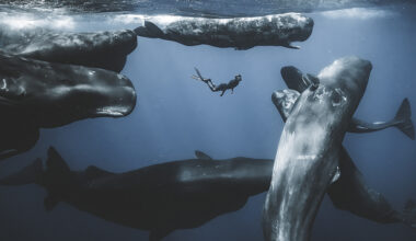 L’attuale fotografia degli oceani negli scatti dell’Ocean Photographer of the Year 2025