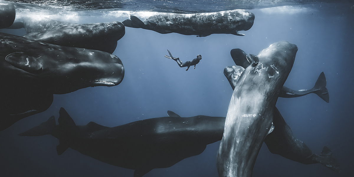 L’attuale fotografia degli oceani negli scatti dell’Ocean Photographer of the Year 2025