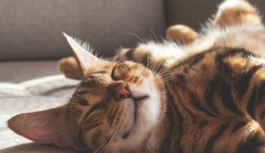Scoperta rete globale che tortura gatti e condivide video, l'allarme delle associazioni