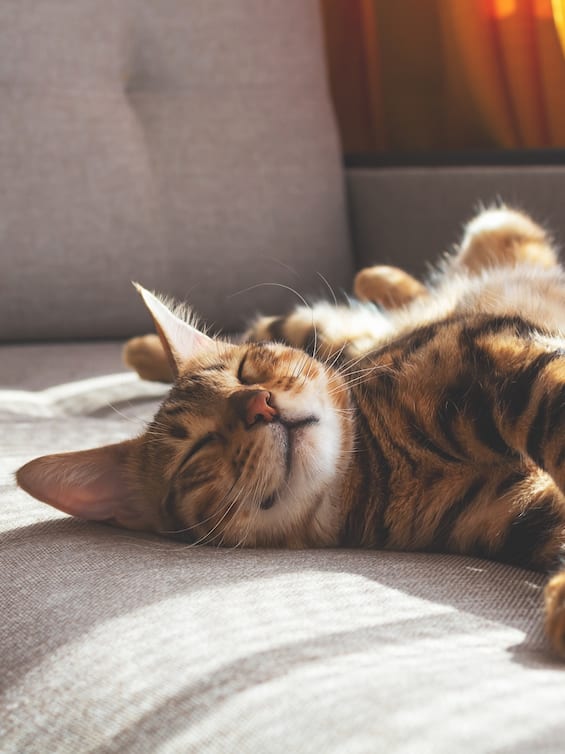 Scoperta rete globale che tortura gatti e condivide video, l'allarme delle associazioni