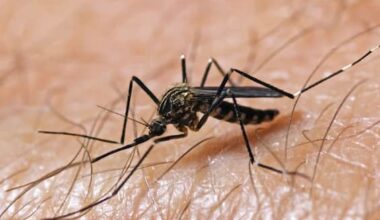 Virus West Nile, settima vittima nel Lazio: le ultime news