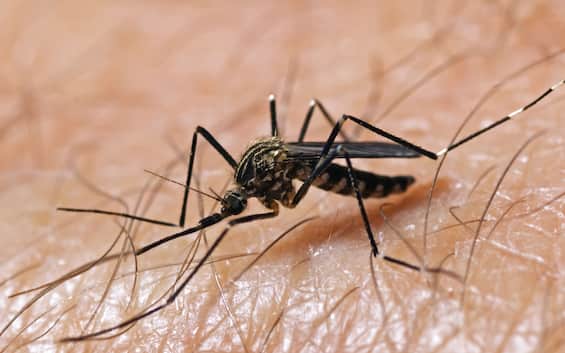 Virus West Nile, settima vittima nel Lazio: le ultime news