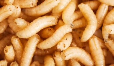 Usa, primo caso umano di larva mangia carne in Maryland: scatta l'allerta
