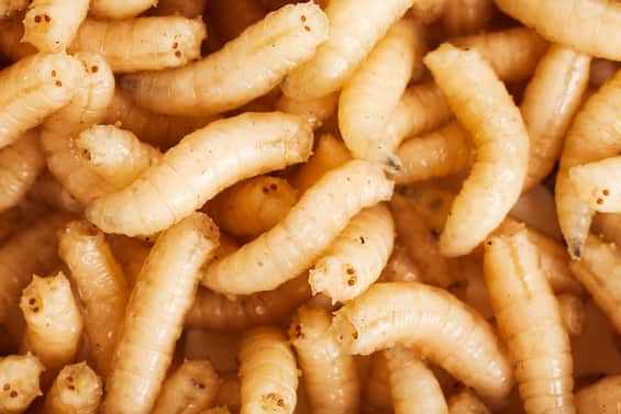 Usa, primo caso umano di larva mangia carne in Maryland: scatta l'allerta