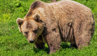 Risveglio con l'orso per due campeggiatori nel parco nazionale della Valgrande