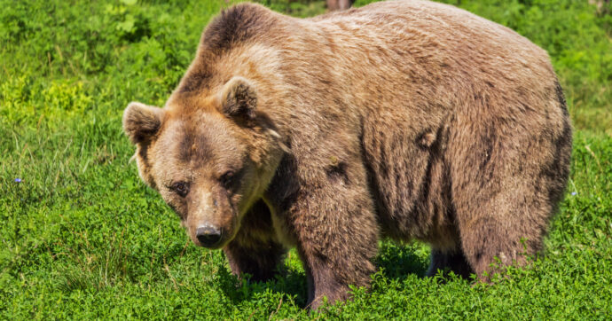 Risveglio con l’orso per due campeggiatori tedeschi nel parco nazionale della Valgrande