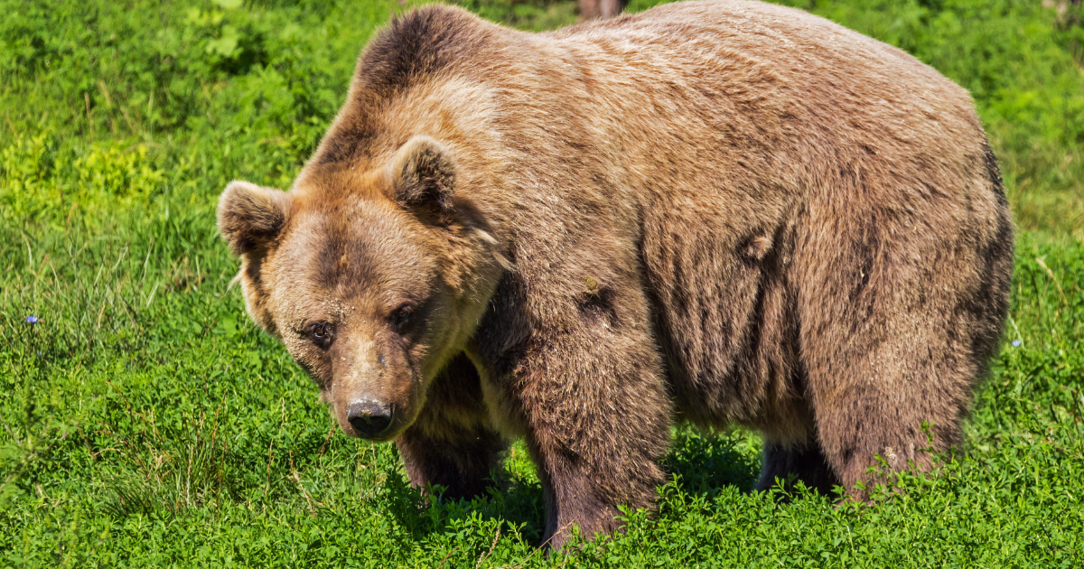 Risveglio con l'orso per due campeggiatori nel parco nazionale della Valgrande