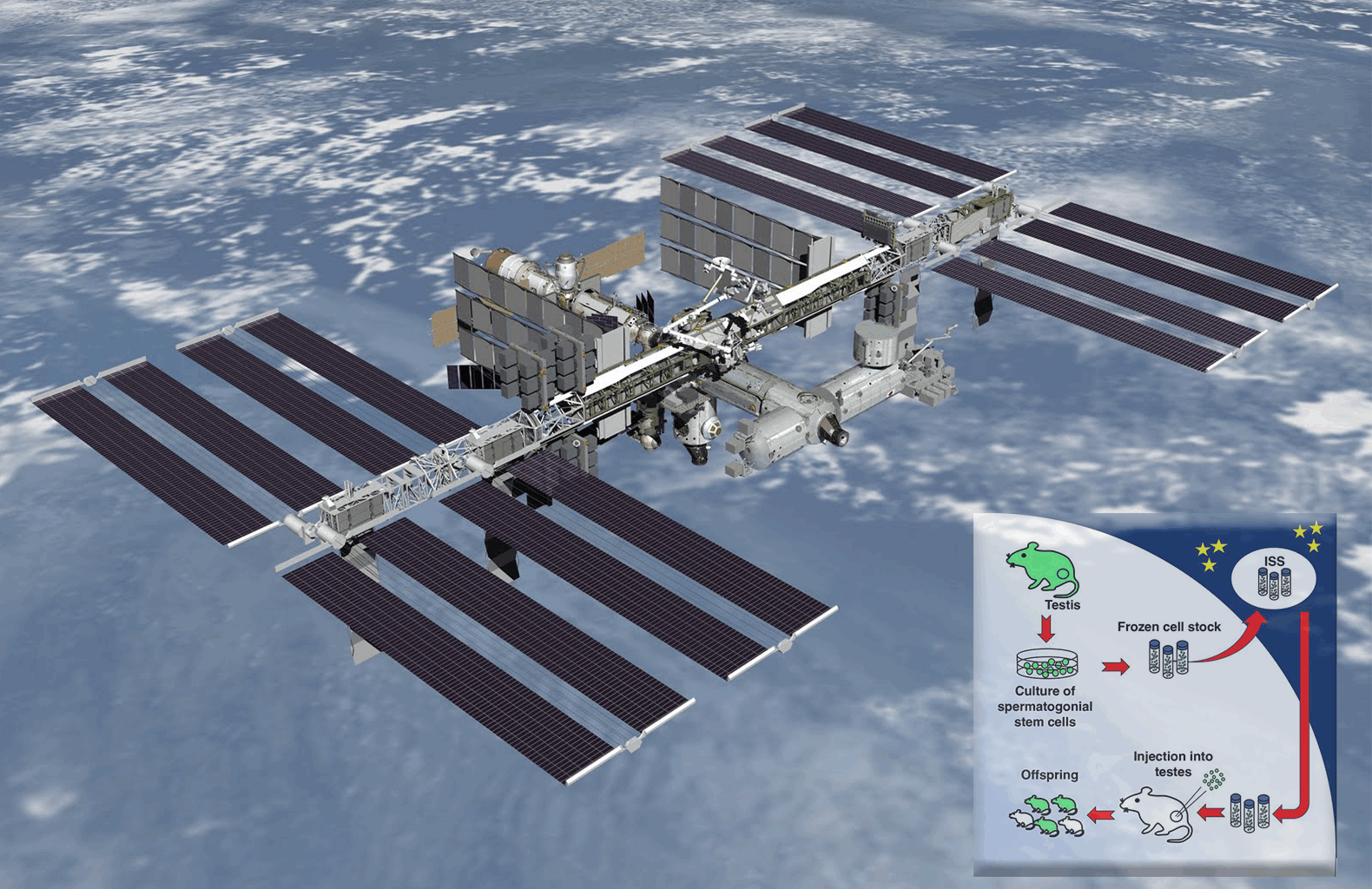 La fertilità maschile alla prova dello spazio – MEDIA INAF