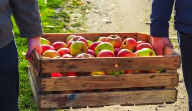 Crisi delle mele, raccolta in calo nelle regioni chiave per l'export