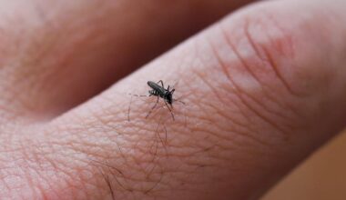 In Veneto un caso autoctono di febbre Dengue