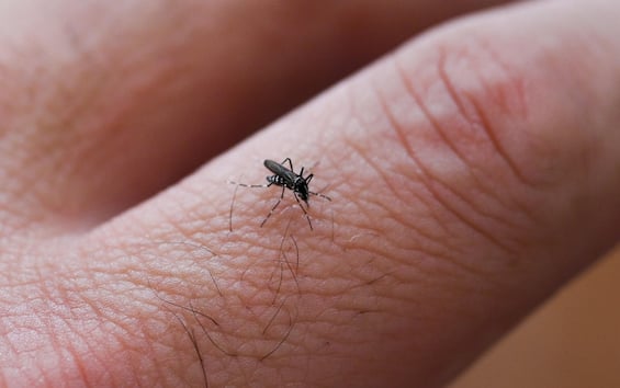 In Veneto un caso autoctono di febbre Dengue