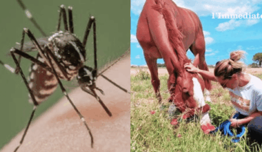 Secondo focolaio di West Nile in Capitanata: cavallo positivo a Foggia, attivate sorveglianza e controlli