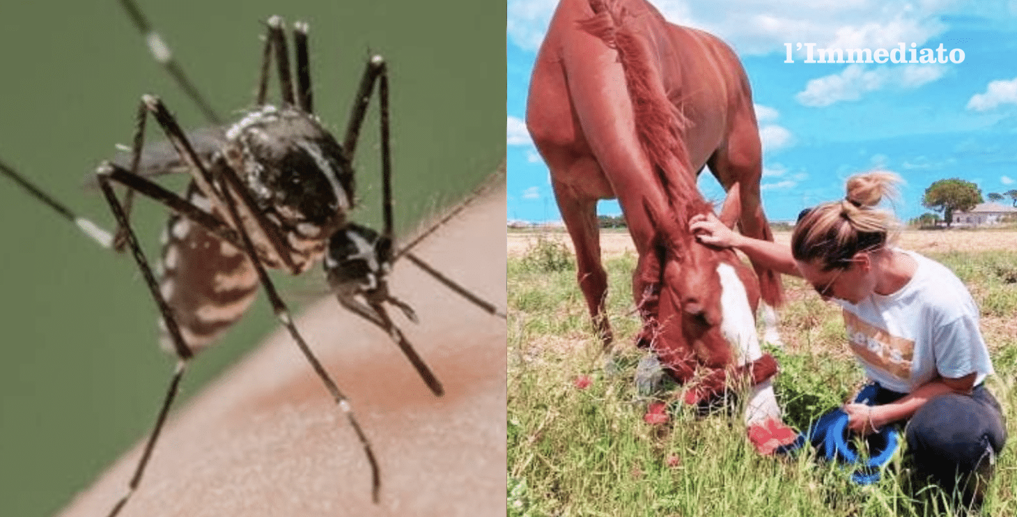 Secondo focolaio di West Nile in Capitanata: cavallo positivo a Foggia, attivate sorveglianza e controlli
