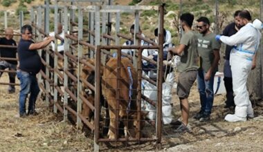 Dermatite Bovina e Blue Tongue: ampia campagna vaccinale in corso nella Asl 1 per fronteggiare l’epidemia