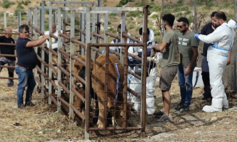 Dermatite Bovina e Blue Tongue: ampia campagna vaccinale in corso nella Asl 1 per fronteggiare l’epidemia