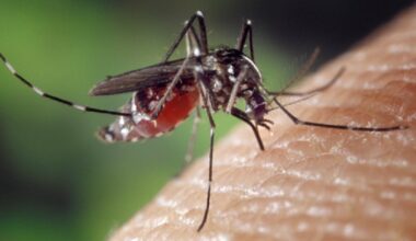 Caso di Chikungunya a Carpi, la persona è in buone condizioni di salute