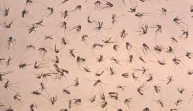Nel Lazio 12 nuovi casi West Nile, tutti in provincia Latina - Notizie