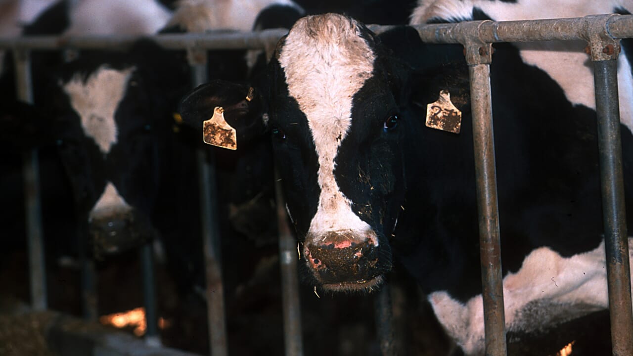 La Asl di Sassari ha vaccinato il 50% del bestiame contro la dermatite nodulare bovina