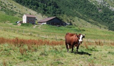 Dermatite bovina, le autorità sanitarie regionali tirano dritto: vaccini in arrivo entro l'8 agosto - AostaNews24