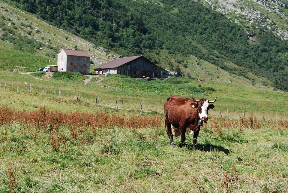 Dermatite bovina, le autorità sanitarie regionali tirano dritto: vaccini in arrivo entro l'8 agosto - AostaNews24