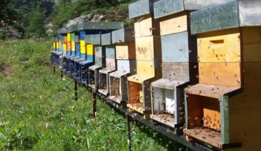 Aperto il bando per richiedere aiuti in apicoltura ai sensi del Regolamento UE n. 2021/2115 approvato con provvedimento dirigenziale n. 4719 del 26 agosto