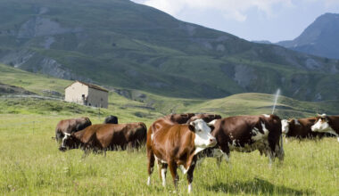 Appello su dermatite bovina, 'preoccupazione per vaccini' - Notizie