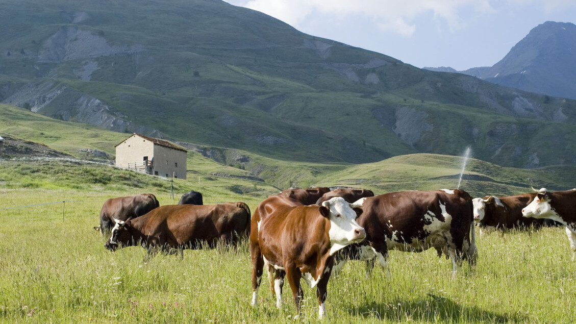 Appello su dermatite bovina, 'preoccupazione per vaccini' - Notizie