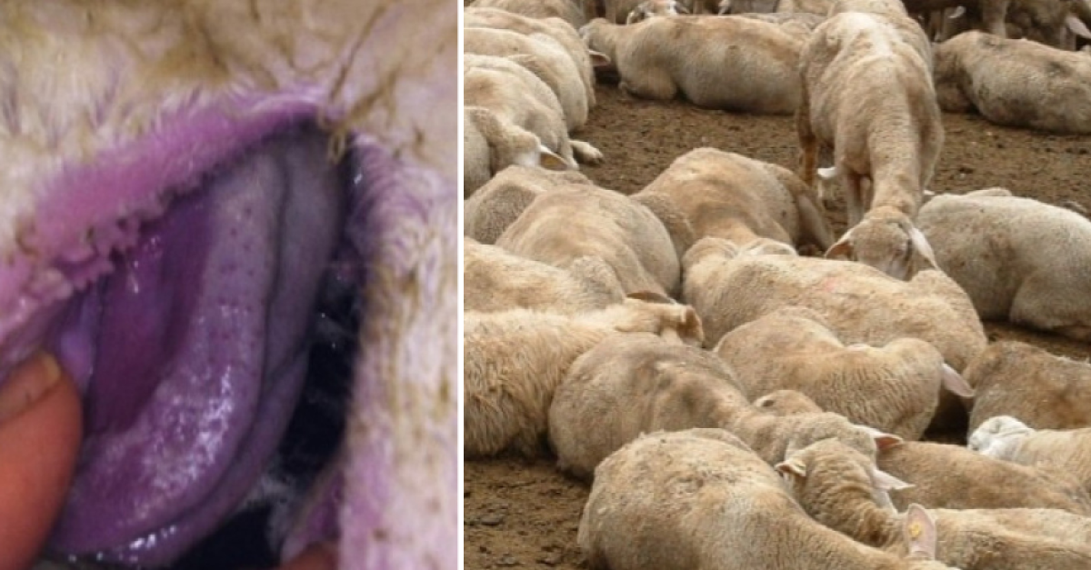 Allarme Blue Tongue in Alpago, attiva l’unità di crisi: parte la campagna vaccinale. Rimangono le misure restrittive per gli allevamenti infetti