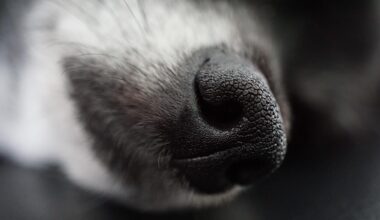 Cani randagi attaccano escursionisti: l'intervento dei carabinieri