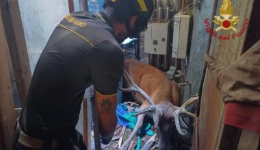 Cervo entra nelle pertinenze di un ristorante e resta incastrato