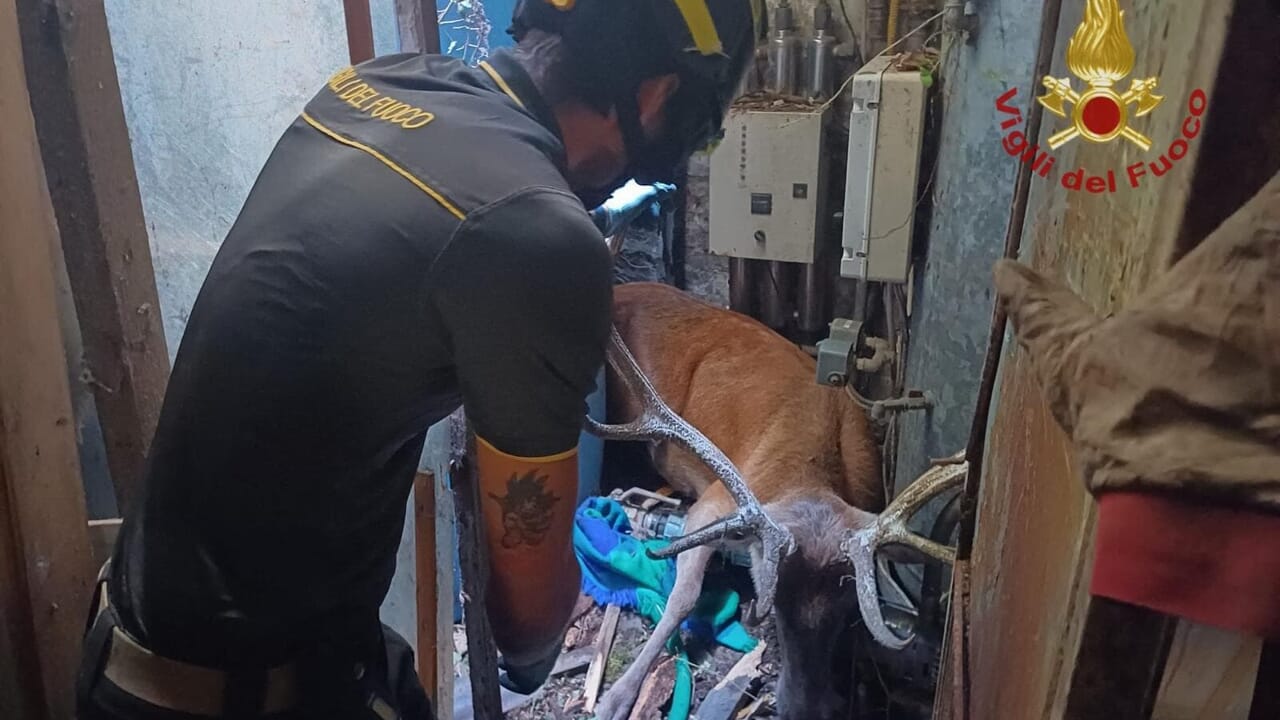 Cervo entra nelle pertinenze di un ristorante e resta incastrato