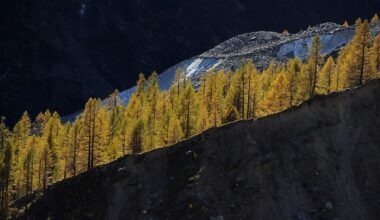 Fotografare gli alberi durante una gita. I consigli dell’esperto