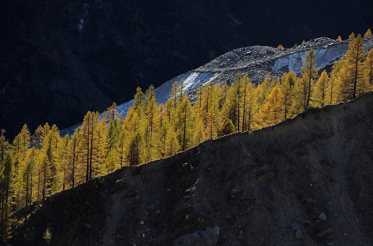 Fotografare gli alberi durante una gita. I consigli dell’esperto