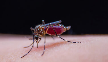 Dengue, sintomi, cause, cure e vaccini