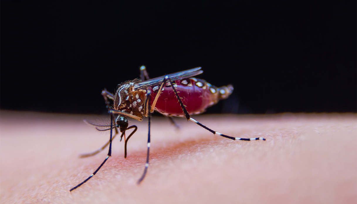 Dengue, sintomi, cause, cure e vaccini