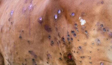 Allarme dermatite nodulare, Regione Piemonte corre ai ripari con il rientro anticipato degli allevatori