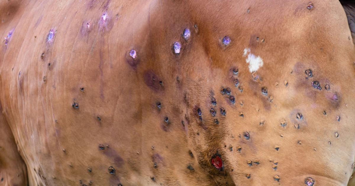 Allarme dermatite nodulare, Regione Piemonte corre ai ripari con il rientro anticipato degli allevatori