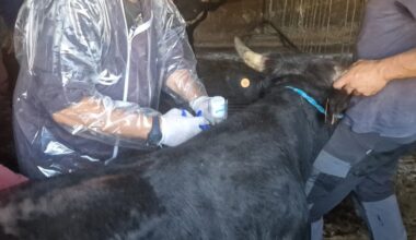 Dermatite nodulare bovina, FdI: «no alla vaccinazione coattiva»